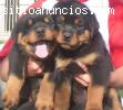 Hermoso macho y hembra cachorros Ro