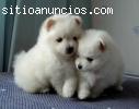 crema / blanco cachorros pomeranian
