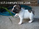 francés bulldog cachorros