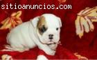 regalo Adorable cachorro bulldog in