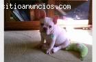 Inglés y francés bulldogs