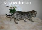 gatitos sabana - el ocelote y el se