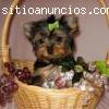 cute and Amazing taza de té yorkie