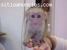 Bebes Monos capuchinos para adopcio