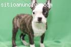 Pura raza bulldog francés cachorros