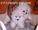 excelente pomerania cachorro para l