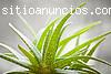 20%DTO Productos Aloe Vera