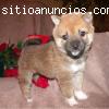 Afectuoso cachorros shiba inu para