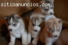 magníficos cachorros Siberian Husky