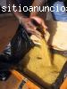 Venta de oro en polvo