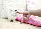 PURA RAZZA CHIHUAHUA CUCCIOLI DISPO
