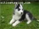 Lovely cachorros Siberian Husky