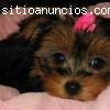 bien entrenados Yorkie cachorros se