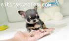 Tiny Teacup Chihuahua cachorros