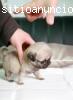 Adoptar sus cachorros trapeadores