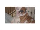 Impresionantes cachorros bulldog in