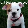 Filhotes Bulldog Inglês para uma no