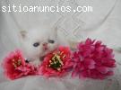 taza de té adorables gatitos persas