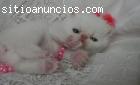 3 gatitos adorables, adorables