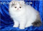 Tenemos 5 Persa / Himalaya gatitos