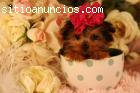 Yorkie cachorros para su aprobación