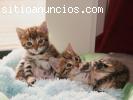 encantadores y adorables gatitos
