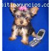 3 linda Yorkshire Terrier disponíve