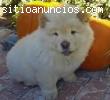 magnífico chow chow