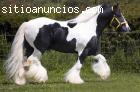 caballos gitanos masculinos yfemeni