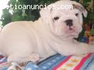 Regalo Cachorro de Bulldog Ingles