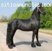 Preto 15,3 Cruz do cavalo Friesian