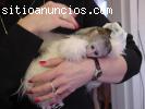 hermosos bebés monos capuchinos par