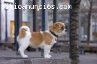 INGLESES PARA ADOPCIÓN