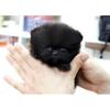 Impresionantes Pomerania cachorros