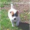 dulce cachorros typos jack russel