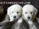 Cachorros de golden retriever