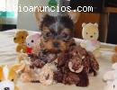 Teacup Yorkie cachorros para su apr
