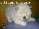 Cachorros magnífico chow chow