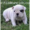 registrados Bulldog Inglés cachorro