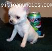 Chihuahuas a precios increibles