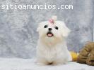 CACHORROS DE MALTES PRECIOSOS SUPER