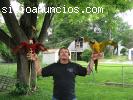 Dos loro guacamayo azul y oro para