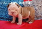 adorable Bulldog Inglés
