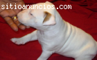 Regalo Bull Terrier Cachorro.......