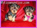 2 cachorros hermosos yorkshire