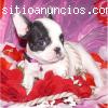 lindo y adorable bebé monos capuchi