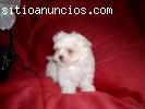 REGALO BICHÓN MALTÉS PEQUEÑO, PEQUE