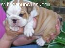 Regalo Bulldog Inglés cachorros par