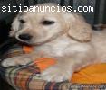 Regal cachorros de Golden.Economico
