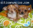Impresionantes cachorros de chihua